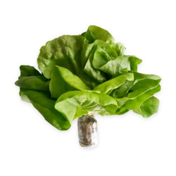 Xà lách mỡ thuỷ canh gói 200g (1 Gói)